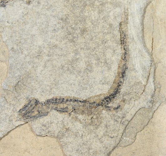 Permian Branchiosaur (Amphibian) Fossil - Germany #50841